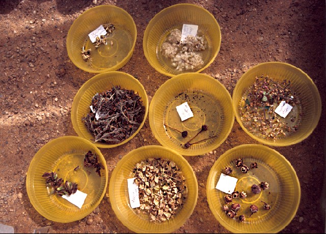 Collecting seed